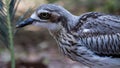 Closeup of bush thick-knee in its natural habitat Royalty Free Stock Photo