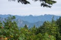 Closeup of bushes in front of mountain range from the peak of goat mountain, Vancouver hiking