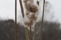 Closeup bushy cattails covered with snow and ice