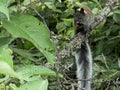 Closeup of a bushy tailed Guayaquil Squirrel Sciurus stramineus resting and preening in tree Vilcabamba, Ecuador