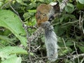 Closeup of a bushy tailed Guayaquil Squirrel Sciurus stramineus resting in tree Vilcabamba, Ecuador