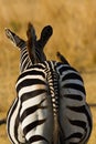 Closeup of the butt of zebra with Yellow-billed oxpecker in its back in Kenya, Africa Royalty Free Stock Photo