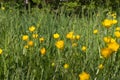 Closeup of buttercups, wild flowers and grass for sustainable park Royalty Free Stock Photo