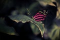 closeup of butterfly with alienated bright pink wings sitting on a leaf in contrasting dark sorrounding