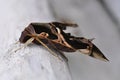 Closeup butterfly