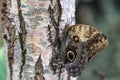 Closeup of a butterfly Caligo atreus with closed wings on the trunk of a birch tree Royalty Free Stock Photo