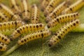 Closeup Butterfly caterpillars have a lot of hair on sunflower leaves