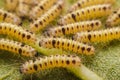 Closeup Butterfly caterpillars have a lot of hair on sunflower leaves Royalty Free Stock Photo