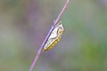 Melitaea persea pupa , the Persian Fritillary butterfly chrysalis