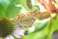 Closeup butterfly on eastern purple coneflower mimicry on the leaf litter, flying migratory insect butterflies that represents sum