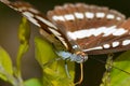 Closeup of a butterfly eyes perched on leaf