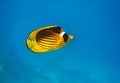 Closeup of butterfly fish - underwater shot Royalty Free Stock Photo