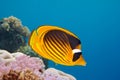 Closeup of butterfly fish - underwater shot Royalty Free Stock Photo