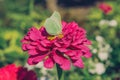 Closeup butterfly on flower Royalty Free Stock Photo