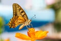 Closeup butterfly on flower