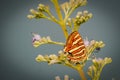 Butterfly on a flower. common silverline butterfly cigaritis vulcanus .