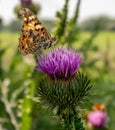 Closeup butterfly on flower, Common tiger butterfly Royalty Free Stock Photo