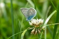 Closeup butterfly on flower, Common tiger butterfly Royalty Free Stock Photo