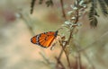 Closeup butterfly on flower (Common tiger butterfly),tiger butterfly beautiful view and bleary background Royalty Free Stock Photo