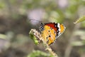 Closeup butterfly on flower Royalty Free Stock Photo