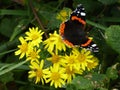 Closeup butterfly on flower Common tiger butterfly Royalty Free Stock Photo