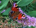 Closeup butterfly on flower. European peacock butterfly on pink flowers Royalty Free Stock Photo