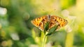 Closeup butterfly on flower A monarch butterfly feeding on pink flowers in a Summer garden Royalty Free Stock Photo