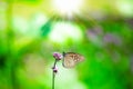 Closeup butterfly on flower with sunlight, The Dark Glassy Tiger