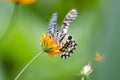 Closeup butterfly on flowers. Royalty Free Stock Photo