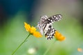 Closeup butterfly on flowers. Royalty Free Stock Photo