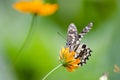 Closeup butterfly on flowers.