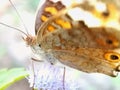CloseUp of butterfly get ready to fly Royalty Free Stock Photo