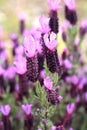 Butterfly lavender flowers Royalty Free Stock Photo