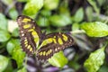 Closeup of a butterfly Philaethria dido on a leaf of a shrub