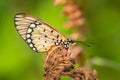 CloseUp Butterfly on the plant Royalty Free Stock Photo