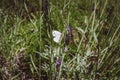 Closeup of a butterfly preparing to suck nectar from a beautiful lavender flower Royalty Free Stock Photo