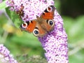 Closeup of a butterfly on a purple flower on a blurred background Royalty Free Stock Photo