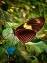 butterfly