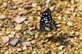 Closeup Butterfly on the stone floor Royalty Free Stock Photo