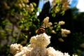 Closeup butterfly on white flower with blue sky in the background - tiger monarch butterfly Royalty Free Stock Photo