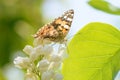 Closeup of butterfly on white lilac flower Royalty Free Stock Photo