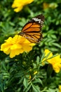 Closeup butterfly on Yellow flower Royalty Free Stock Photo