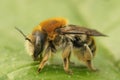 Closeup on byssal resin-leafcutter solitary bee, trachusa byssina, sitting on a green leaf Royalty Free Stock Photo