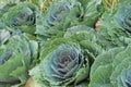 Closeup of cabbage flower background