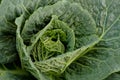 Closeup of cabbage Royalty Free Stock Photo