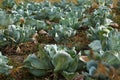 Closeup of cabbage growth on the autumn vegetable garden. Farming and agriculture Royalty Free Stock Photo