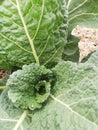 Closeup of cabbage with large ribbed