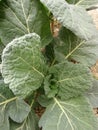 Closeup of cabbage with large ribbed