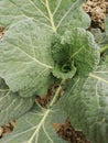 Closeup of cabbage with large ribbed leaves