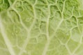 Macro shot of green cabbage leaf with water drops Royalty Free Stock Photo